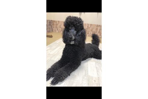 販売中のスタンダードプードルの親犬