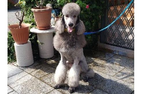 販売中のスタンダードプードルの親犬