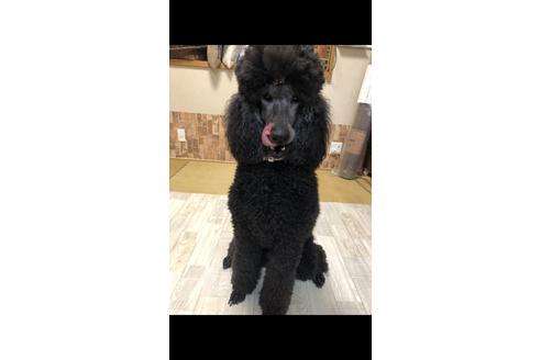 販売中のスタンダードプードルの親犬