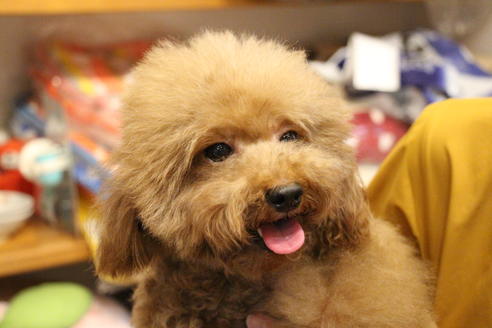 販売中のトイプードルの親犬