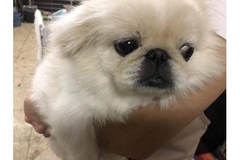 販売中のペキニーズの親犬