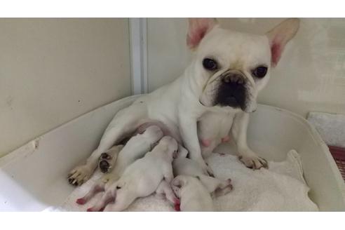 販売中のフレンチブルドッグの親犬