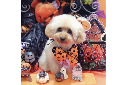 販売中のトイプードルの親犬