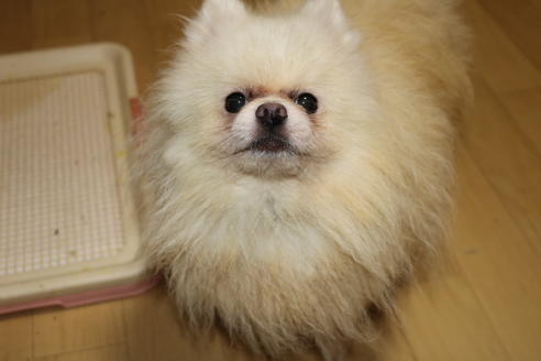 販売中のポメラニアンの親犬