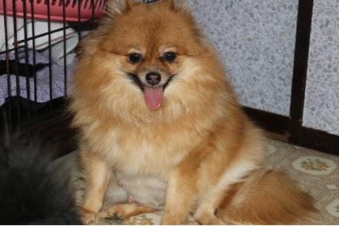販売中のポメラニアンの親犬
