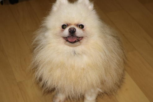 販売中のポメラニアンの親犬