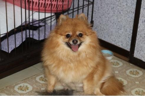 販売中のポメラニアンの親犬