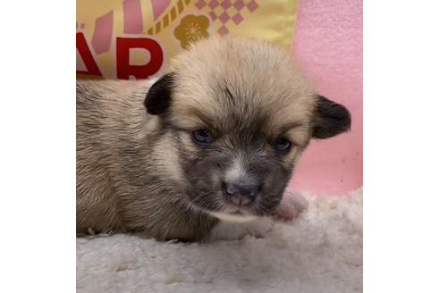 ウェルシュコーギーペンブロークの子犬を探す ブリーダーナビ