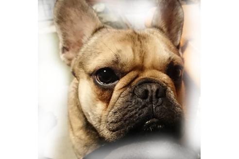 販売中のフレンチブルドッグの親犬