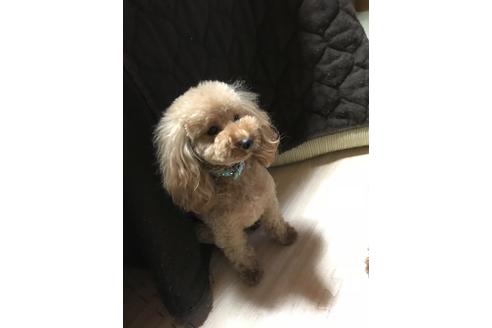 販売中のトイプードルの親犬