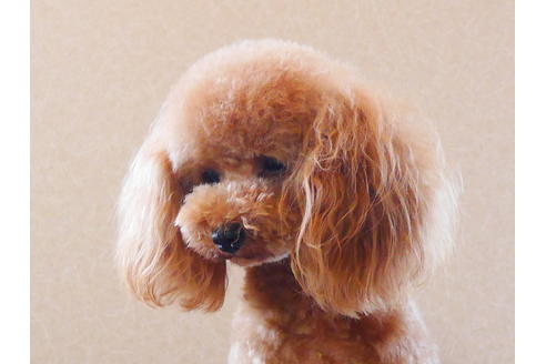 販売中のトイプードルの親犬
