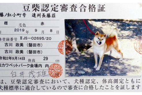 販売中の豆柴の親犬
