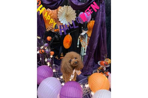 販売中のトイプードルの親犬