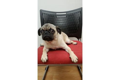 パグの子犬を探す ブリーダーナビ