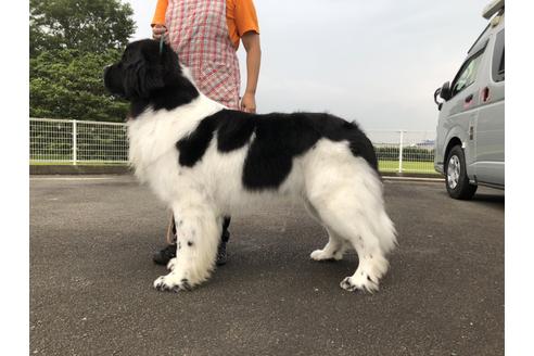 販売中のニューファンドランドの親犬