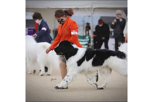 販売中のニューファンドランドの親犬