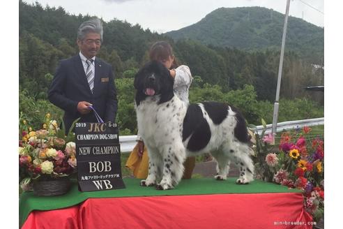 販売中のニューファンドランドの親犬