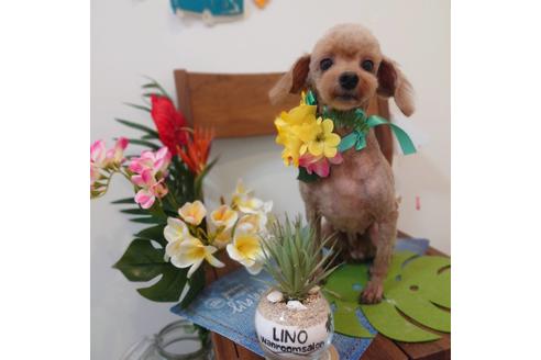 販売中のトイプードルの親犬