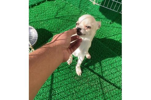 チワワの子犬を探す ブリーダーナビ チワワの子犬を探す ブリーダーナビ