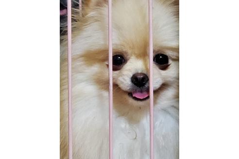 販売中のポメラニアンの親犬