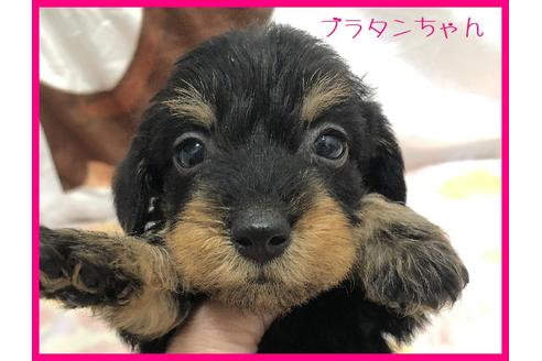 千葉県のワイヤーヘアードミニチュアダックスフンド 女の子 11 26生まれ 外産直娘 Praクリアの子犬ちゃん カニンヘンサイズ 子犬id ブリーダーナビ 千葉県のワイヤーヘアードミニチュアダックスフンド 女の子 11 26生まれ 外産直娘 Praクリアの子犬ちゃん カニンヘンサイズ 子犬id ブリーダーナビ