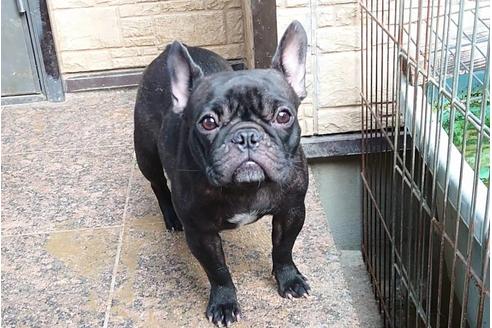 販売中のフレンチブルドッグの親犬