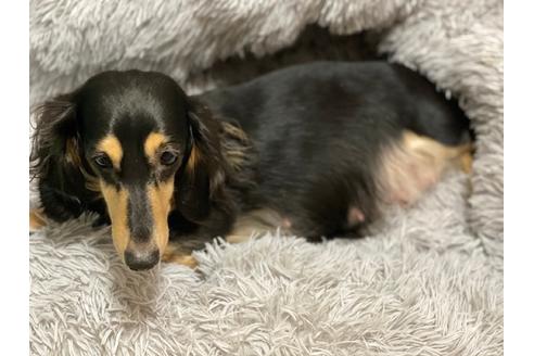 販売中のミニチュアダックスフンド(ロングヘアード)の親犬