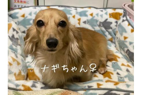 販売中のミニチュアダックスフンド(ロングヘアード)の親犬