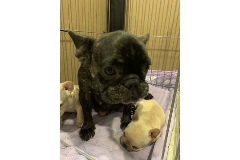 販売中のフレンチブルドッグの親犬