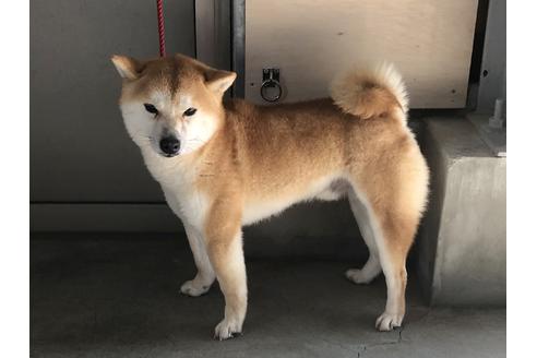 販売中の豆柴の親犬