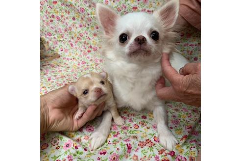 販売中のチワワ(ロングコート)の親犬