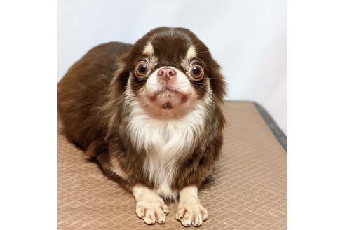 販売中のチワワ(ロングコート)の親犬