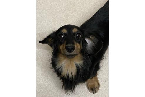 販売中のカニンヘンダックスフンド(ロングヘアード)の親犬