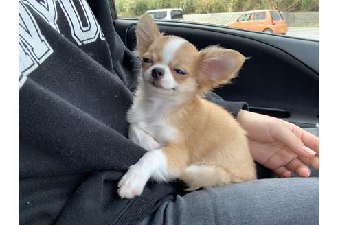 販売中のチワワ(ロングコート)の親犬