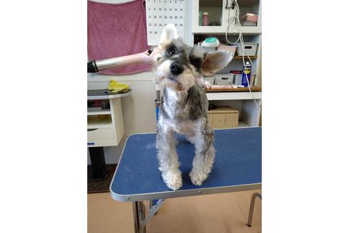 販売中のミニチュアシュナウザーの親犬