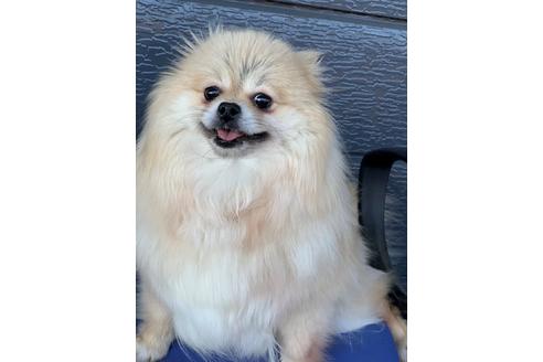 販売中のポメチワ:ポメラニアン×チワワの親犬