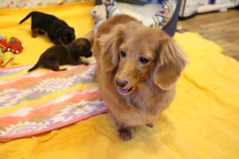 販売中のカニンヘンダックスフンド(ロングヘアード)の親犬