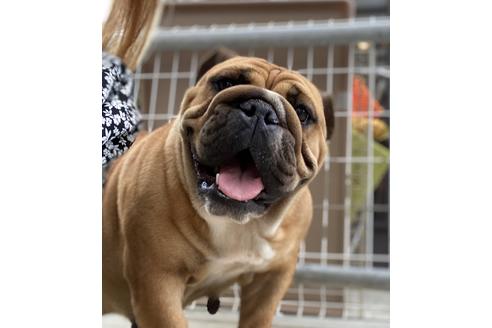 販売中のブルドッグの親犬