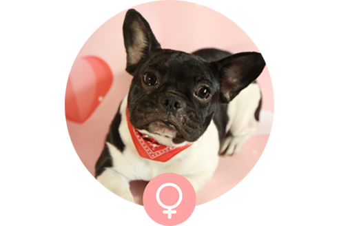 販売中のフレンチブルドッグの親犬