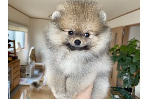 岐阜県でポメラニアンの子犬を探す ブリーダーナビ 岐阜県でポメラニアンの子犬を探す ブリーダーナビ