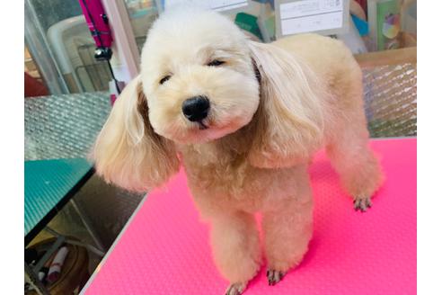 販売中のトイプードルの親犬