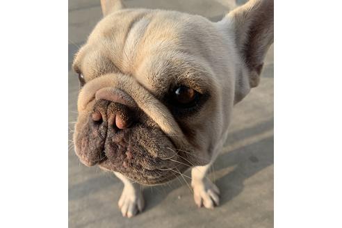 販売中のフレンチブルドッグの親犬