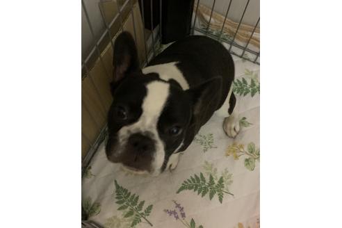 販売中のフレンチブルドッグの親犬