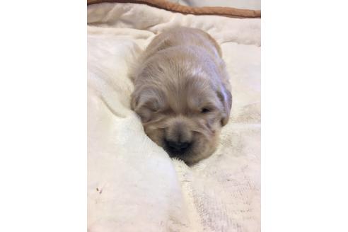 ゴールデンレトリーバーの子犬を探す ブリーダーナビ