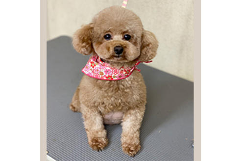 販売中のミックス犬の親犬