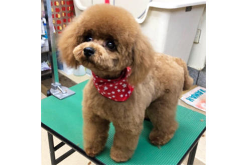 販売中のティーカッププードルの親犬