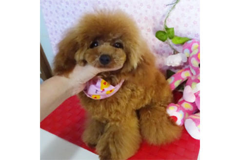 販売中のティーカッププードルの親犬