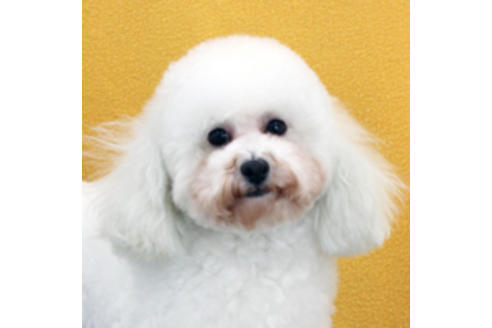 販売中のトイプードルの親犬