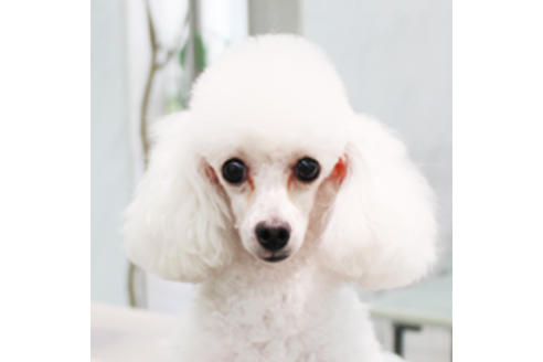 販売中のトイプードルの親犬