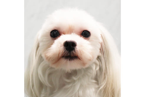 販売中のマルチーズの親犬